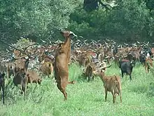 Troupeau de chèvres.