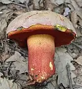 Rubroboletus rhodoxanthus, le Bolet rouge et jaune. Toxique.