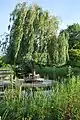 Le saule pleureur (Salix babylonica) au milieu de l'étang