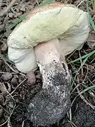 Hyménophore blanc, devenant olivâtre à maturité.