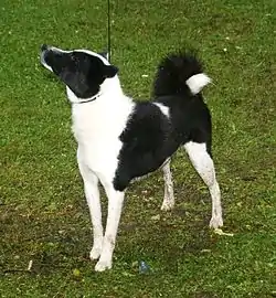 Laïka russo-européen femelle.