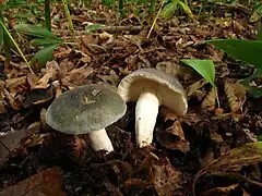 Russule charbonnière