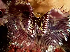 Sabellastarte indica