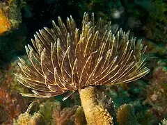 Sabellastarte magnifica