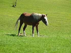 Image illustrative de l’article Poney de l'île de Sable