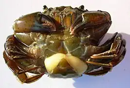 Sacculina carcini, une sacculine parasite sur le ventre d'un crabe.