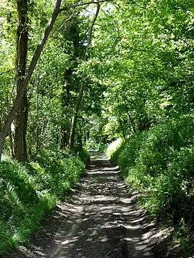 Image illustrative de l’article Bois du Roi (Oise)