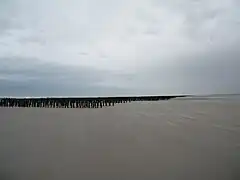Une armée de pieux pour les moules de bouchots.