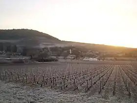 Image illustrative de l’article Saint-aubin (AOC)