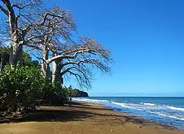 Plage de Sakouli et ses baobabs.