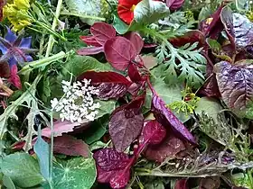 Image illustrative de l’article Salade (mets)