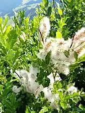 Développement des graines