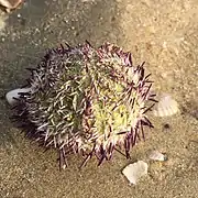 Spécimen sorti de l'eau. On note le test hémisphérique, verdâtre et perforé.