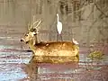 Grand cerf Sambar et Grande aigrette