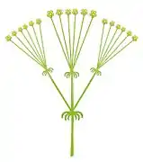 Schéma d'une ombelle composée de 3 ombellules et leur involucelle à la base.