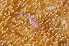 Ancylomenes sarasvati.