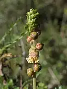 Fl. femelles (en haut), fl. mâles (en bas).