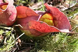 Sarracenia purpurea, à Saint-Narcisse, au Québec,au  Canada.