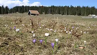 Prairie_parsemée_de_crocus_près_du_refuge_du_Poteau.