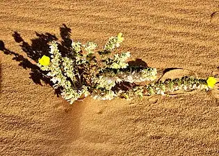 Végétation dans le sud du Rub al-Khali, en Arabie saoudite, en novembre 2021.