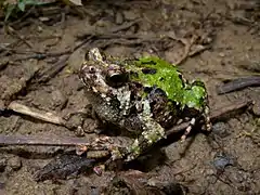 Scaphiophryne marmorata