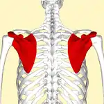 Vue postérieure des deux scapulas