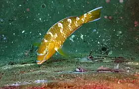 Scaridae, Poisson-perroquet à écailles jaunes