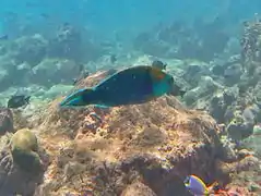 Phase finale (mâle)