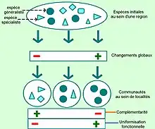Schéma décrivant l’impact de la perte des spécialistes sur la complémentarité fonctionnelle et entraîne ainsi une uniformisation fonctionnelle (tiré de Clavel et al. 2010)