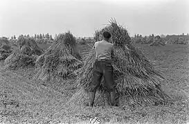 Récolte des céréales