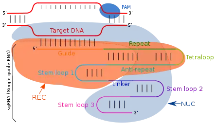 Complementary base pairing between the sgRNA and genomic DNA allows targeting of Cas9 or dCas9