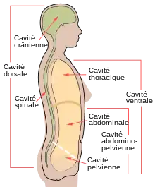 Schéma des différentes cavités humaines.