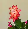 Fleur de Schlumbergera truncata.