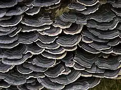 Trametes versicolor