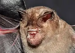 Hipposideros speoris (en), un Hipposideridae.