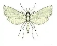 Scirpophaga innotata