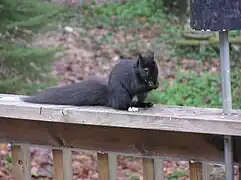 Variante : noir taché de blanc