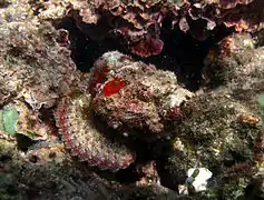 Scorpaenopsis gibbosa