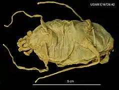 Scotoplanes globosa (spécimen de muséum)