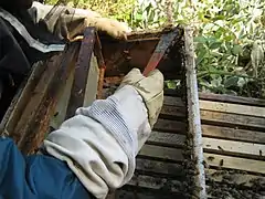 Raclage de propolis sur les flancs de la ruche.