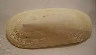 Coquille de Scutus breviculus