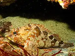 Sebastiscus marmoratus