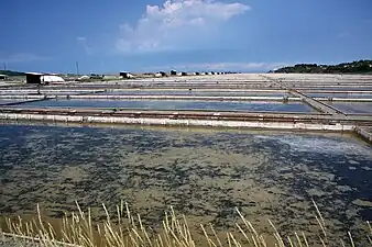 salins de Sečovlje (en)