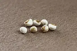 Graines, avec son tégument blanc, cireux.