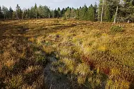 Vue de la tourbière