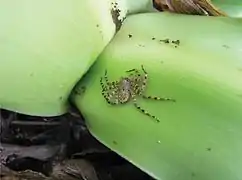 Espèce du genre Selenops, au corps très aplati (ici Selenops souliga)