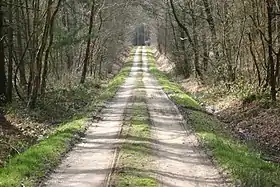 Sentier dans la forêt.