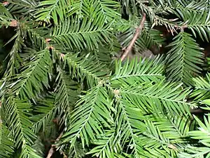 Feuillage (persistant)