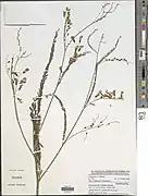 Spécimen de Sesbania dalzielii récolté à Karimama.