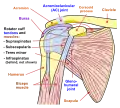 Diagram of the human shoulder joint, front view